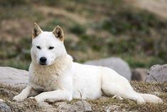 a white dog laying on top of a grass covered field next to rocks and trees