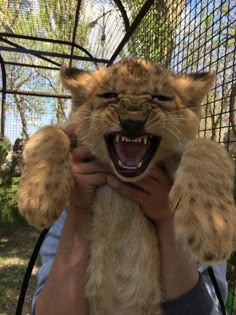 a person holding a cat with its mouth open and it's teeth wide open