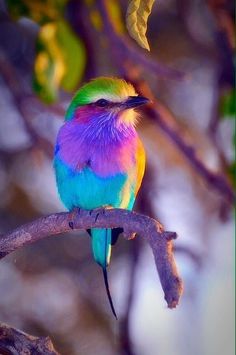 a colorful bird sitting on top of a tree branch