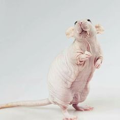 a hairless rat standing on its hind legs