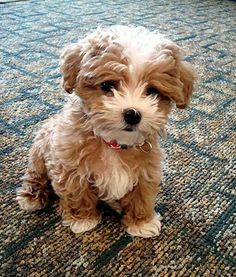 a small brown dog sitting on top of a white carpet