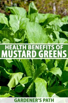 green plants with the words health benefits of mustardard greens on it in front of them