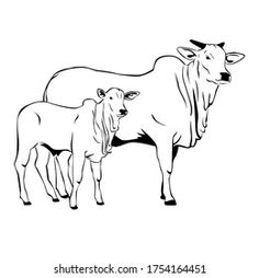 two cows standing next to each other on a white background