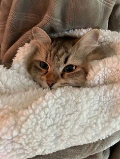 a cat that is laying down in a blanket