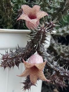 two pink flowers are hanging from a plant with long, spiky needles on it