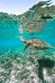 a green turtle swimming in the ocean