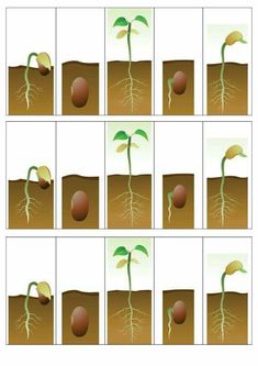 the stages of growth from seed to sprout with pictures showing how it works