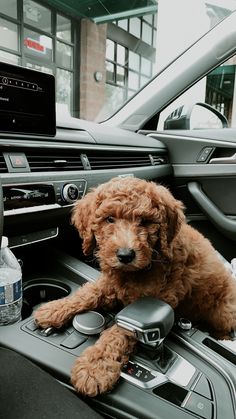 a brown dog sitting on the dashboard of a car