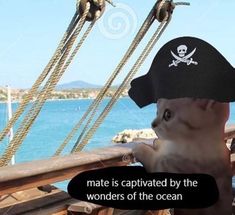 a dog wearing a pirate hat on the deck of a boat with an ocean in the background