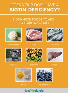 what foods do dogs have in their diets? info poster - click to enlarge