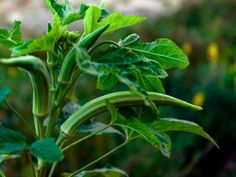 a plant with green leaves in the foreground