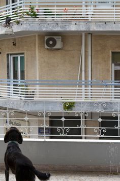 a black dog standing in front of a building