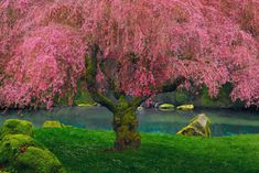 a tree with pink flowers next to a pond and rocks in the grass near by