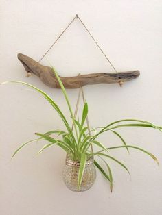 an air plant hanging from a wall with a wooden branch in the background and a glass vase filled with water