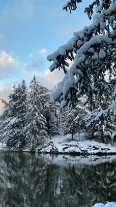 snow covered pine trees next to a body of water