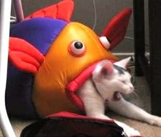 a cat that is laying down with a fish hat on its head and it's mouth open