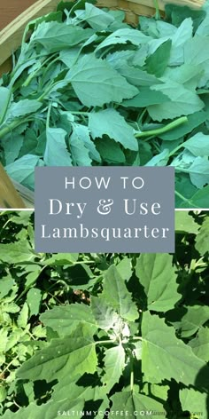 how to dry and use lampsquarter in the garden with text overlay that reads, how to dry and use lampsquarter