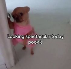 a small brown dog wearing a pink shirt standing in front of a curtain with the caption looking spectacular today pookiie