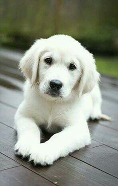 a white dog laying on top of a wooden floor