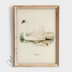 a white swan floating on top of a body of water next to a wooden frame