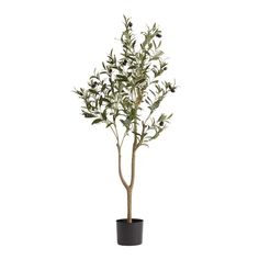 an olive tree in a black pot on a white background