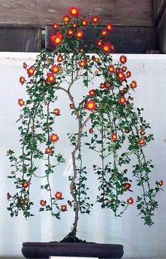 a bonsai tree with red and yellow flowers on it's branches in front of a white wall