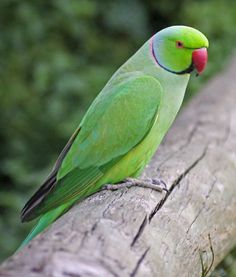 a green bird sitting on top of a tree branch with the caption rose - ringed parakeet