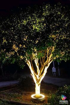 a lighted tree in the middle of a garden