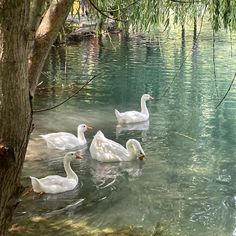 four ducks are swimming in the clear water