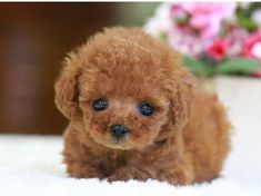 a small brown dog sitting on top of a white blanket