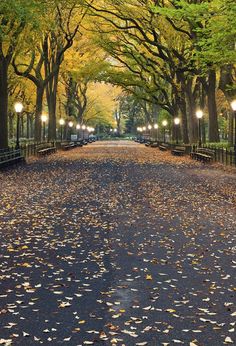 an empty street with lots of trees and lights on either side, surrounded by leaves