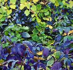 a painting of purple and green leaves on a bushy plant with blue sky in the background