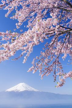 the cherry blossoms are blooming in front of mount fuji