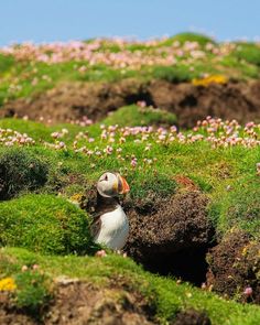 a puffy bird sitting on top of a lush green hillside covered in pink and white flowers