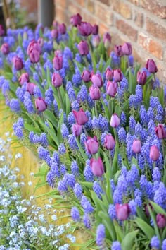 purple and white flowers are growing next to a brick wall