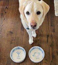 a dog standing next to two plates on the floor