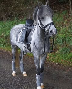 a grey horse standing on the side of a road next to some grass and trees