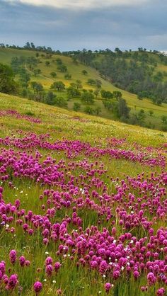 a field full of purple flowers on top of a lush green hillside