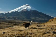 two llamas standing in front of a snow capped mountain with grass and rocks