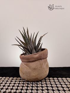 a potted plant sitting on top of a table