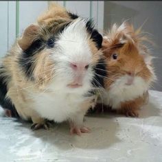 two brown and white guinea pigs sitting next to each other