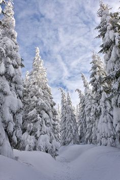 the snow covered trees are very tall and there is no image on this page to describe