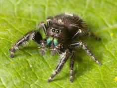 a large spider sitting on top of a green leaf