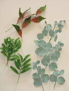 three different types of leaves on a white surface