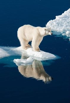 a polar bear standing on an ice floet in the water, looking at it's reflection