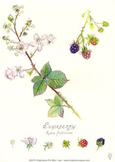 an illustration of raspberries and blackberrys on a branch