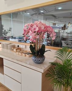 pink flowers are in a blue and white vase on the kitchen counter next to a potted plant