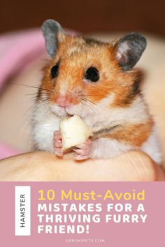 a hamster eating a piece of food with the caption 10 must - avoid mistakes for a thriving furry friend