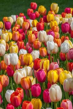 many different colored tulips in a field