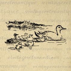 a drawing of ducks swimming in the water